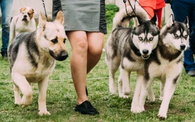 Assurance animaux de compagnie : erreurs à éviter