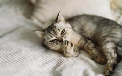 Comment fonctionne le remboursement des frais vétérinaires avec une mutuelle pour chat ?