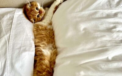 Mutuelle pour chat : les critères pour une couverture optimale et sereine