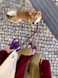 choix mutuelle chien