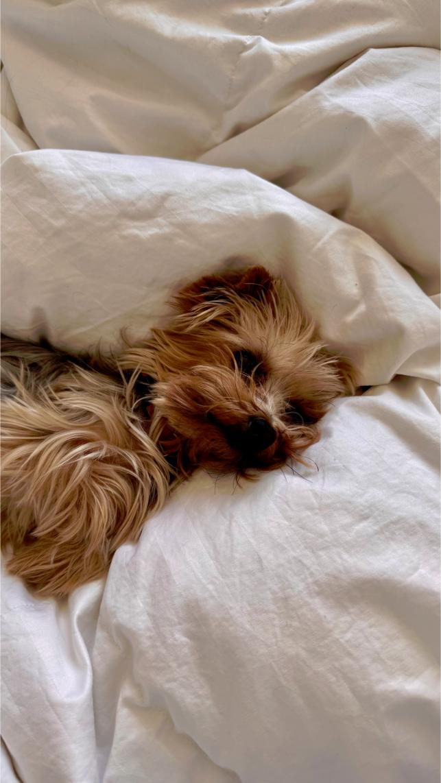 meilleur mutuelle chien